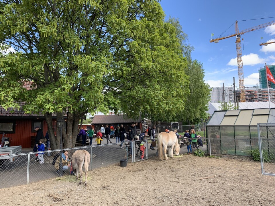 Mange tar turen til bondegården for å se på alle dyrene de huser.Foto: 300100