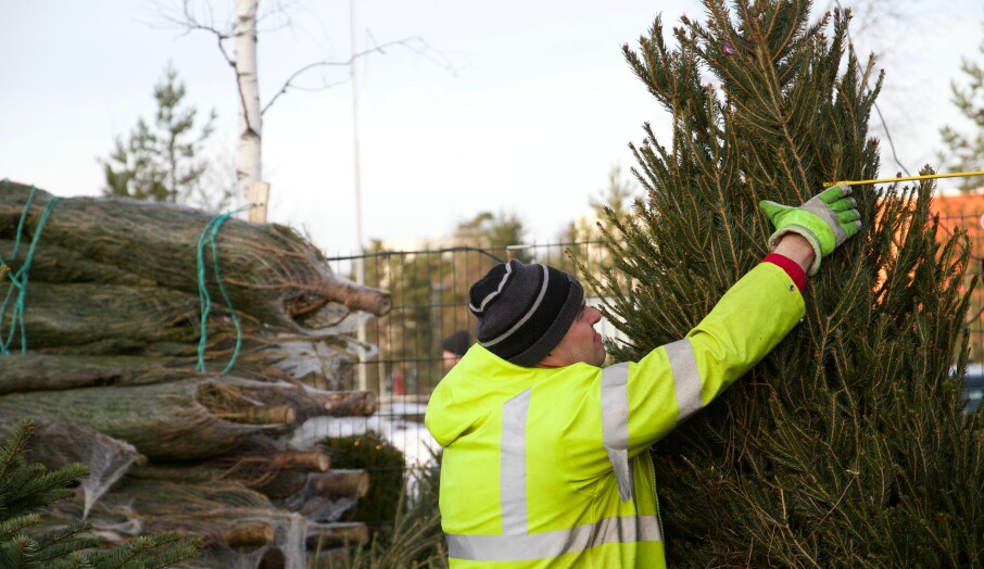 KREVENDE JOBB: Juletreselger Adams passer på at alle trærne er klare for innpakning og for å selges.
