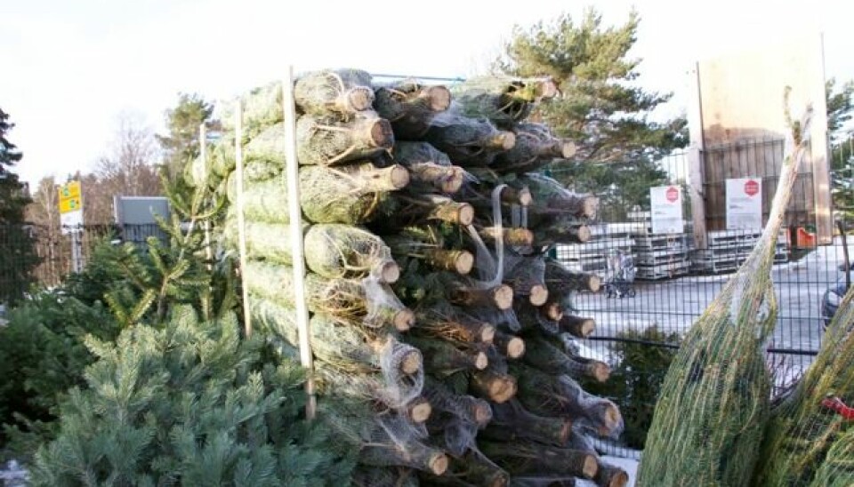 KLAR FOR SALG: Innpakkede juletrær klare for å selges.