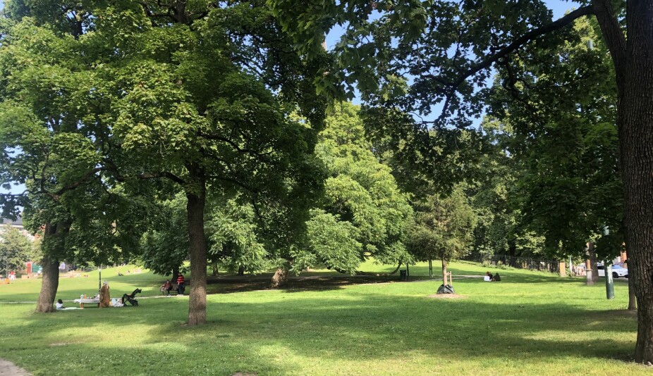 Fritt for alle: Sofienbergparken er for alle. Her er det fine områder for yogagrupper eller andre sommeraktiviteter. Er veldig fint med trær i enkelt områder for skygge fra sola.
