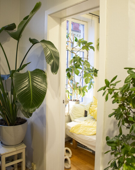 GRØNT INTERIØR: Alle rom i leiligheten er fylt med store grønne planter.