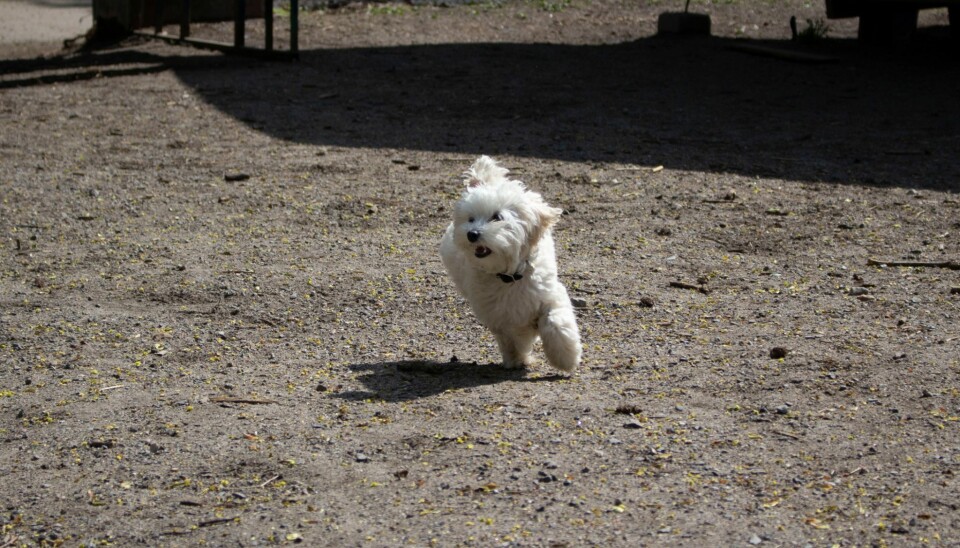 VALPELYKKE: Valpen Molly i full fart i det nedlagte hundeluftingsområdet i Stensparken.