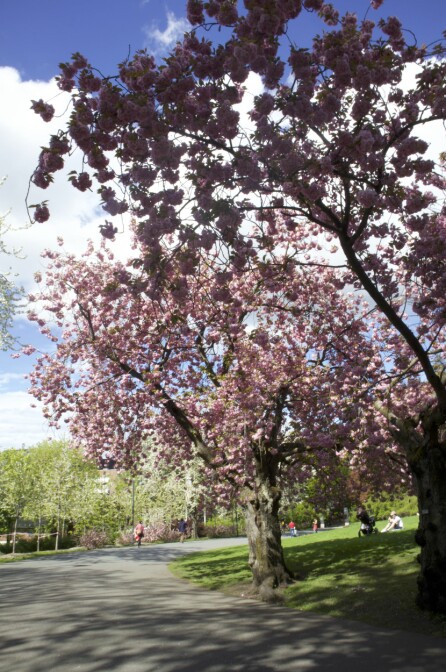 KIRSEBÆRALEEN: Langs stien i hagen kan man vandre under nydelige kirsebærtrær.
