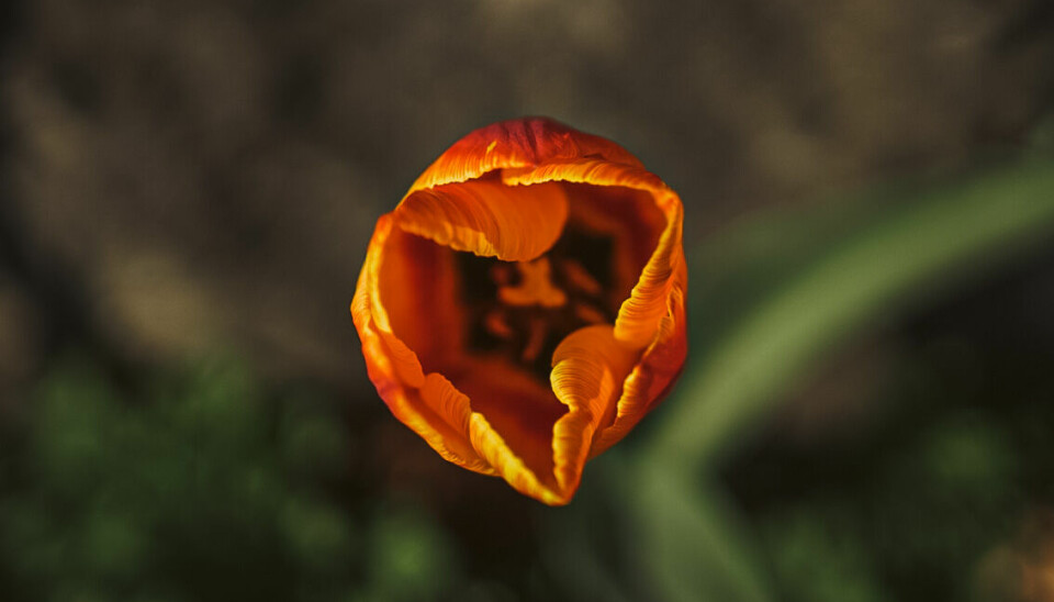 Sommerfarger: Tulipanen i full sommerdrakt.