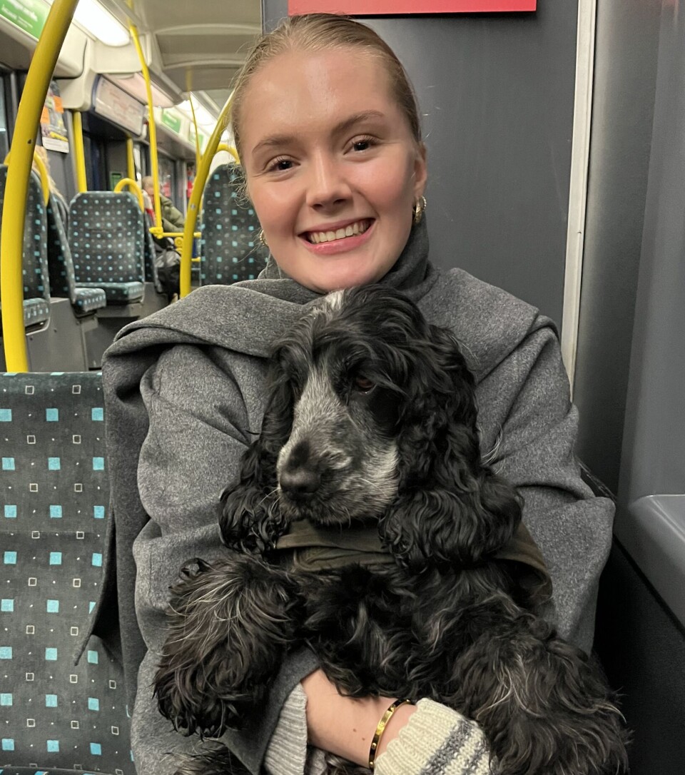 Vera er en Cocker Spaniel på 2,5 år som er godt kjent med storbylivet.