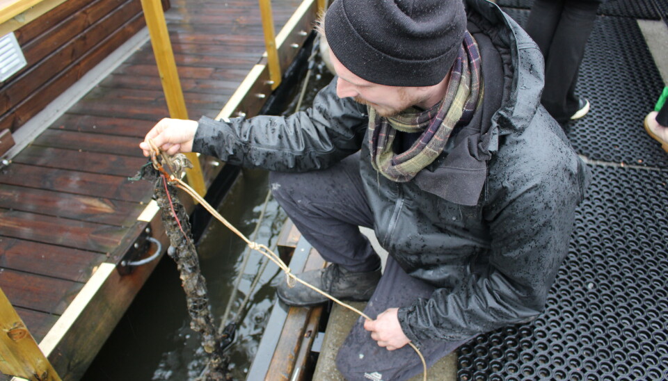 Et blåskjell kan rense hundre liter vann på en dag. Her har de plantet blåskjell fra brygga, i samarbeid med Urban Ocean.