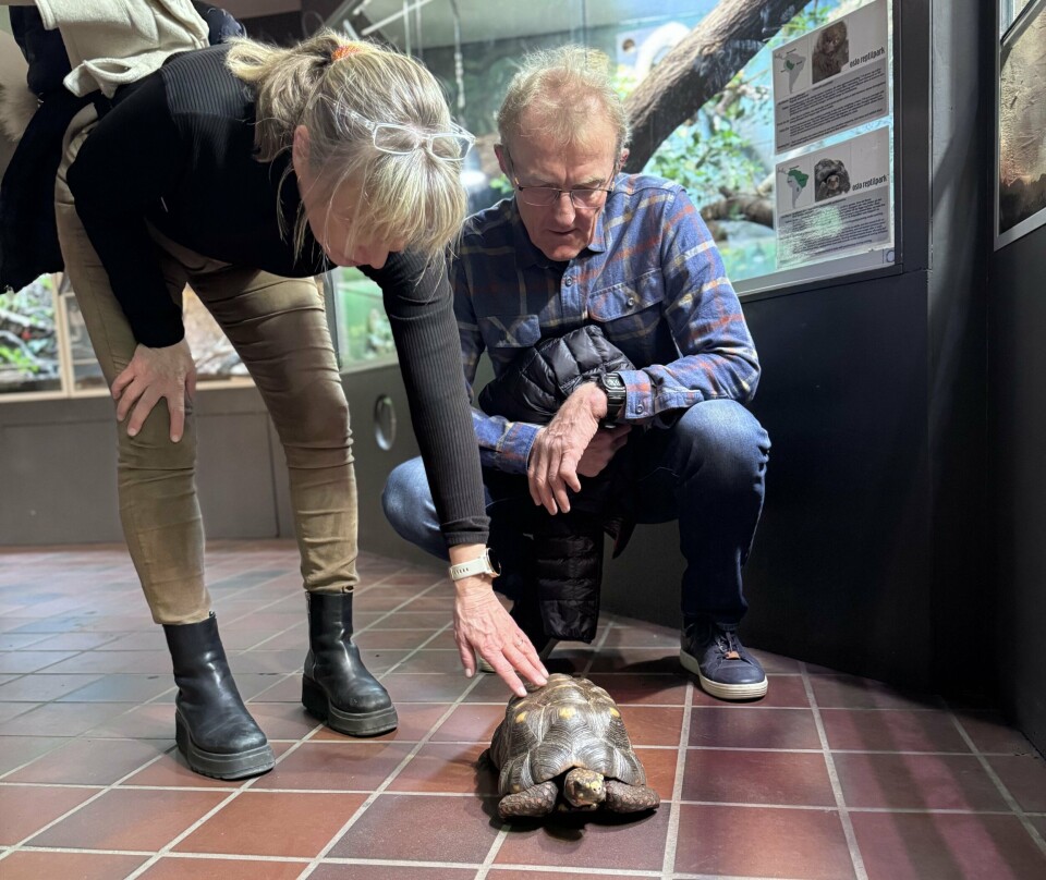Kjersti og Morten som klapper en skilpadde
