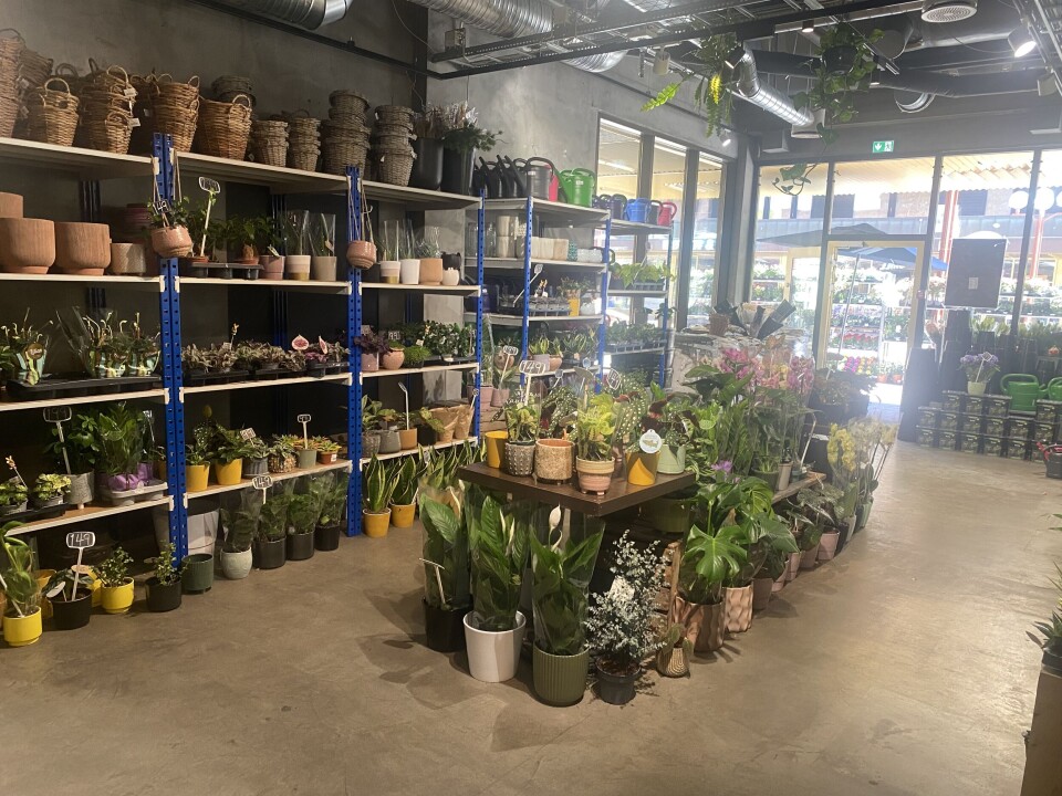 Faste og nye kunder kommer innom for fargerike blomster og planter.