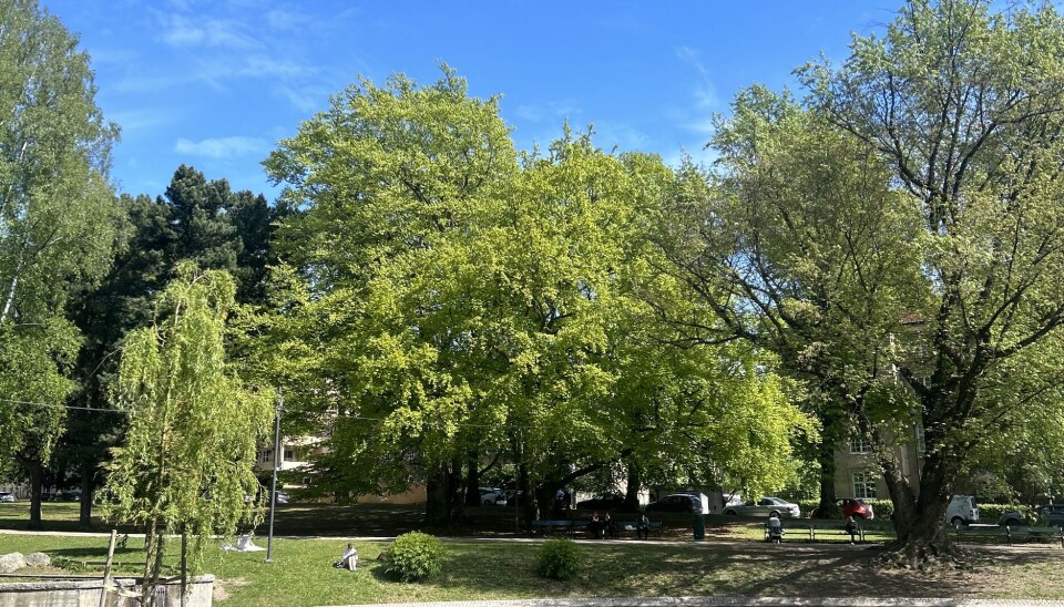 Vakre St. Hanshaugen park